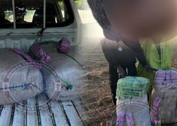 Wack Ngouna, saisie de 53 kg de drogue en provenance de Gambie, 3 trafiquants arrêtés