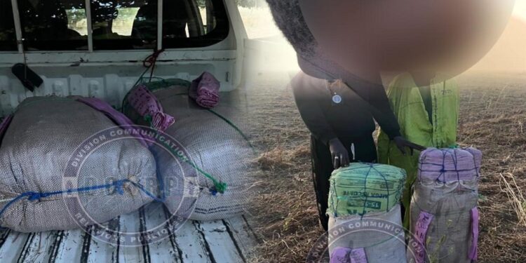 Wack Ngouna, saisie de 53 kg de drogue en provenance de Gambie, 3 trafiquants arrêtés