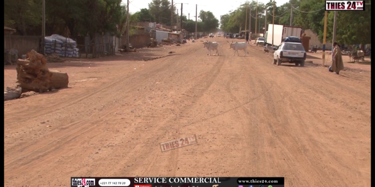 Vidéo/ Route Mékhé-Thilmakha, le fort plaidoyer de Ngagne Diallo Coordonnateur And Suxali Cayor