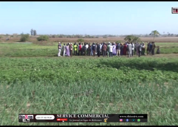 Vidéo/ Hausse de la production d&rsquo;oignons dans les Niayes grâce au projet ICO