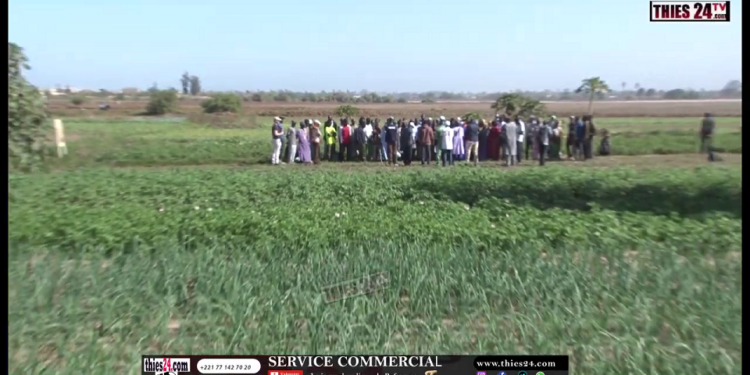 Vidéo/ Hausse de la production d&rsquo;oignons dans les Niayes grâce au projet ICO