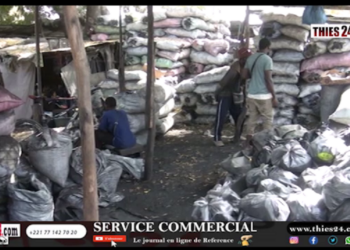 Vidéo/Thiès, les récriminations des acteurs de la filière charbon de bois