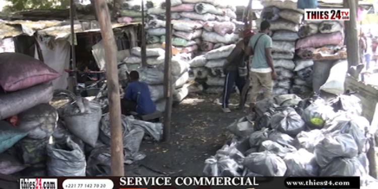 Vidéo/Thiès, les récriminations des acteurs de la filière charbon de bois