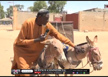 Vidéo/Consultations médicales dédiées aux ânes (prélude courses Mbaam à Thiès)