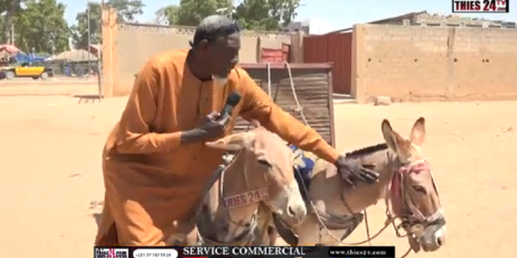 Vidéo/Consultations médicales dédiées aux ânes (prélude courses Mbaam à Thiès)