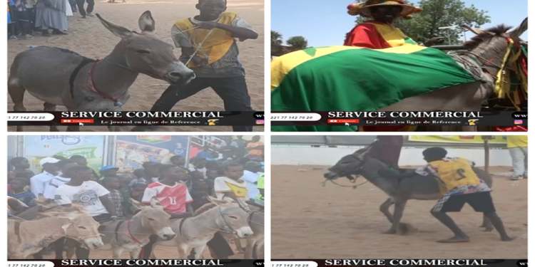 Vidéo/A mourir de rires Course Mbaam inédite à Thiès, regardez