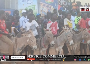 Vidéo/ Courses Mbaam à Thiès, la grande finale