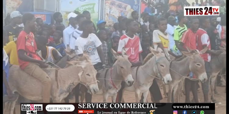 Vidéo/ Courses Mbaam à Thiès, la grande finale