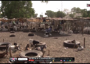 Vidéo/ Exiguité du foirail de Thiès, les acteurs craignent des risques sur la tabaski