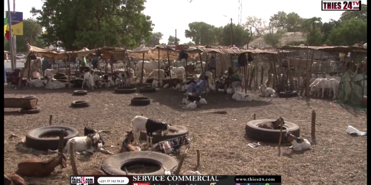 Vidéo/ Exiguité du foirail de Thiès, les acteurs craignent des risques sur la tabaski