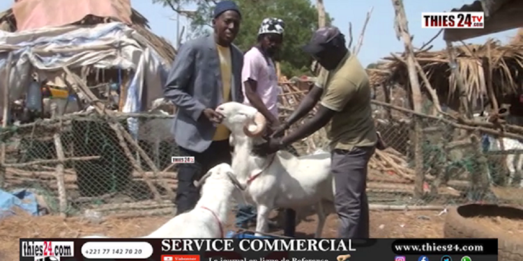 Vidéo/Thiès, risques sur la tabaski faute d&rsquo;espace au foirail, les acteurs demandent un nouveau site