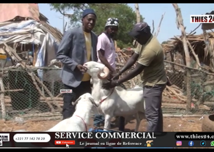 Vidéo/Thiès, risques sur la tabaski faute d&rsquo;espace au foirail, les acteurs demandent un nouveau site
