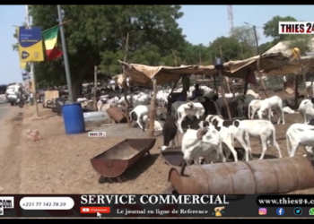 Vidéo/Besoin de 230 000 moutons dans la région, le Président du foirail de Thiès analyse