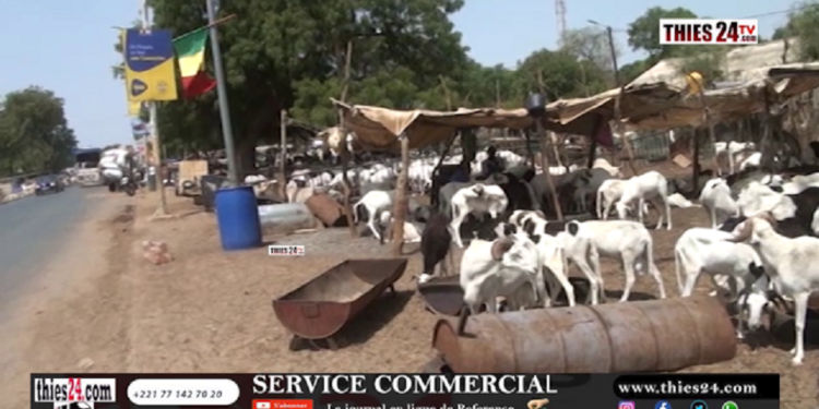 Vidéo/Besoin de 230 000 moutons dans la région, le Président du foirail de Thiès analyse
