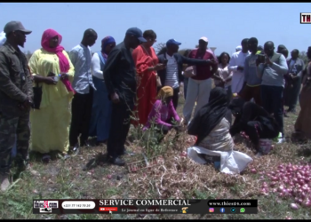 Vidéo/ Zone Keur Matar Ngomène, les mille et une difficultés autour de la commercialisation de l&rsquo;oignon