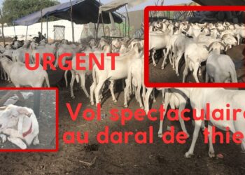 Vidéo/ Arnaque rocambolesque au foirail de Thiès, 17 moutons emportés