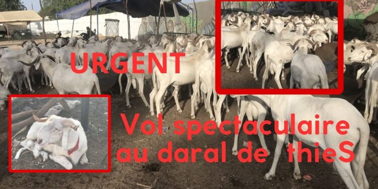 Vidéo/ Arnaque rocambolesque au foirail de Thiès, 17 moutons emportés