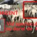 Vidéo/ Arnaque rocambolesque au foirail de Thiès, 17 moutons emportés