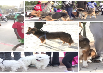  Vidéo/ Les chiens en festival à Thiès contre la rage