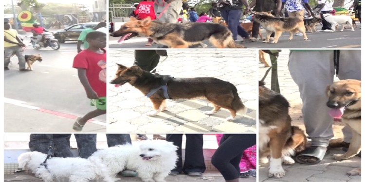  Vidéo/ Les chiens en festival à Thiès contre la rage