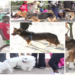  Vidéo/ Les chiens en festival à Thiès contre la rage