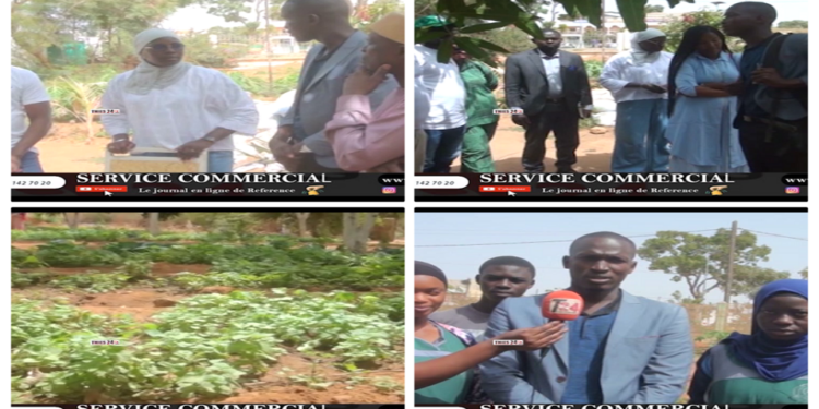 Vidéo/ Le programme Agri-jeunes visite le projet du Club environnement et agro écologie du Lycée Malick Sy Thiès
