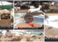 Vidéo/ Hausse des prix des moutons, les vendeurs donnent les raisons