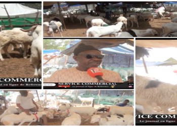 Vidéo/ Hausse des prix des moutons, les vendeurs donnent les raisons
