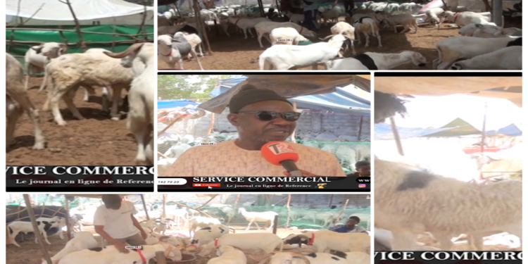 Vidéo/ Hausse des prix des moutons, les vendeurs donnent les raisons