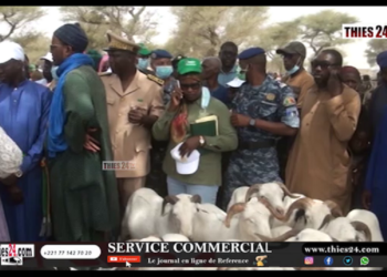 Vidéo/ A 5 jours de la tabaski, 25.800 moutons recensés à Touba Toul contre 25 500 l&rsquo;année dernière à la même période