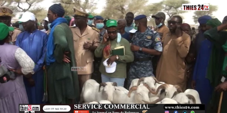 Vidéo/ A 5 jours de la tabaski, 25.800 moutons recensés à Touba Toul contre 25 500 l&rsquo;année dernière à la même période