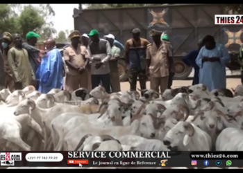 Vidéo/ Disponibilité des moutons, la situation au foirail de Ngoundiane
