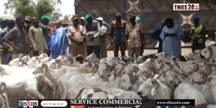 Vidéo/ Disponibilité des moutons, la situation au foirail de Ngoundiane