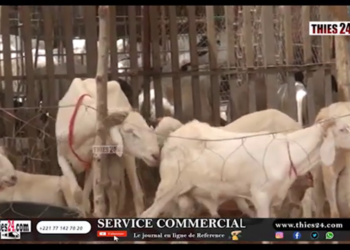 Vidéo/Pourquoi le prix des moutons est très élevé à Pout ? Réponse avec………