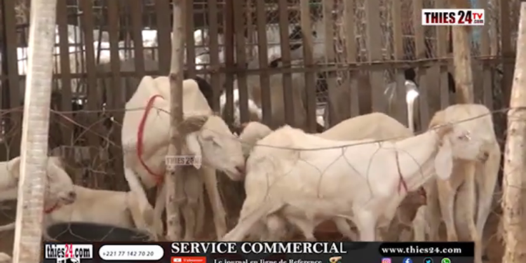 Vidéo/Pourquoi le prix des moutons est très élevé à Pout ? Réponse avec………