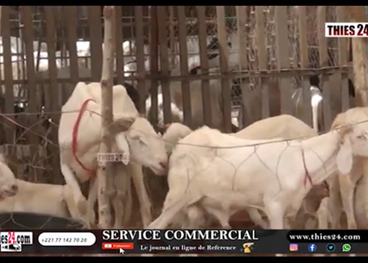 Vidéo/Pourquoi le prix des moutons est très élevé à Pout ? Réponse avec………