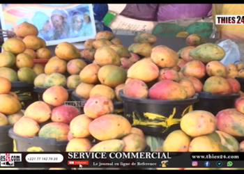 Vidéo/La face cachée du business autour de la mangue à Pout