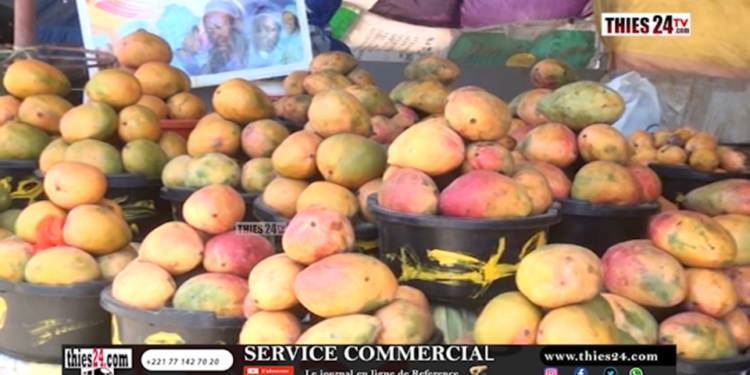 Vidéo/La face cachée du business autour de la mangue à Pout