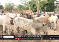 Vidéo/ Préparatifs du Magal, Serigne Khadim Lô Gaydel convoie un troupeau de boeufs à Touba