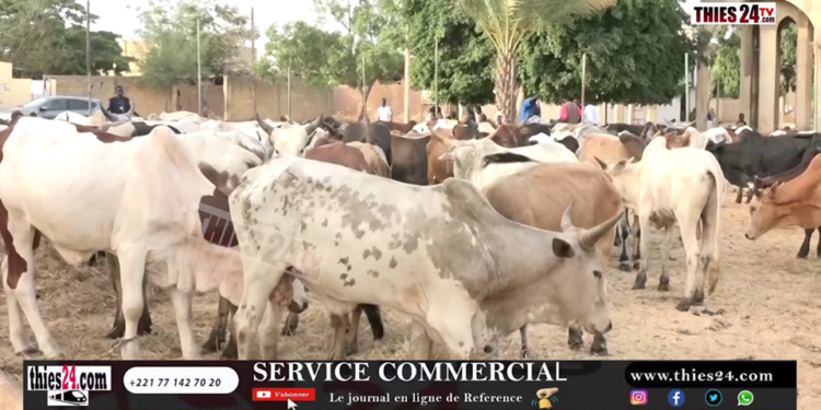 Vidéo/ Préparatifs du Magal, Serigne Khadim Lô Gaydel convoie un troupeau de boeufs à Touba