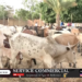 Vidéo/ Préparatifs du Magal, Serigne Khadim Lô Gaydel convoie un troupeau de boeufs à Touba