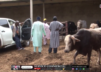 Vidéo/Production laitière, des techniciens visitent la ferme d&rsquo;El Hadj Matar Gaye à Thiès