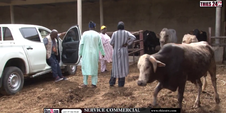 Vidéo/Production laitière, des techniciens visitent la ferme d&rsquo;El Hadj Matar Gaye à Thiès