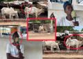 Vidéo/Une maladie attaque et tue les moutons, le Président du foirail de Thiès réagit