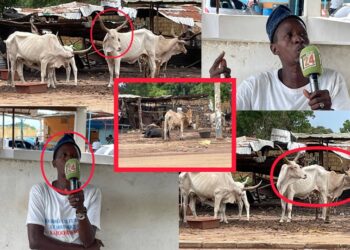 Vidéo/Une maladie attaque et tue les moutons, le Président du foirail de Thiès réagit