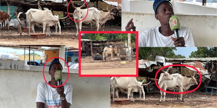 Vidéo/Une maladie attaque et tue les moutons, le Président du foirail de Thiès réagit