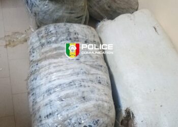 Saisie de chanvre indien à Mbour : 160,75 kg interceptés par la Brigade Régionale des Stupéfiants