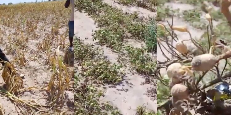 Kaolack / Dégâts des inondations : « Le Sénégal ne se limite pas à Dakar », fustigent des paysans